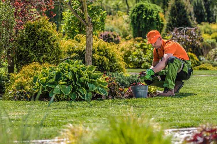 Entretien de jardins